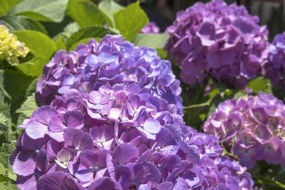 紫陽花の花咲く日本の初夏 紫陽花の花咲く日本の初夏