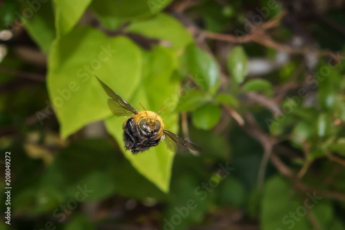 Bumblebees Can Fly, Apidae Bumbus