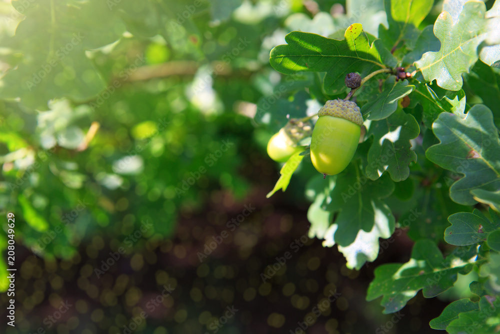 Isolated oak branch with three acorns on the gray back