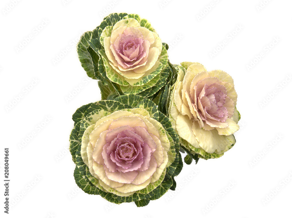 Ornamenatl kale isolated agianst a white background Ornamenatl kale isolated agianst a white background