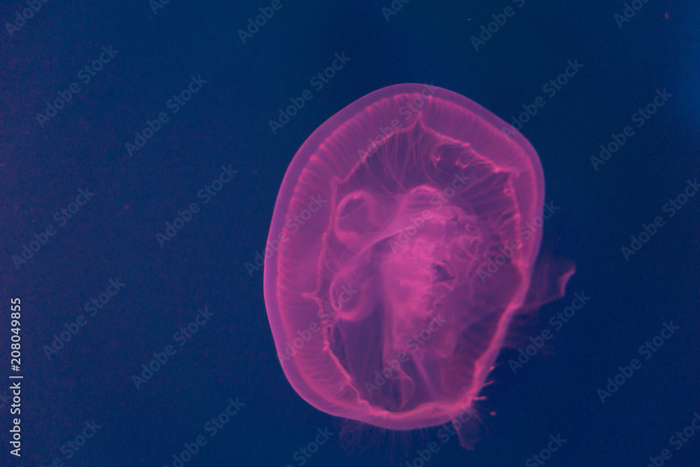 The floating big pink jellyfish The floating big pink jellyfish