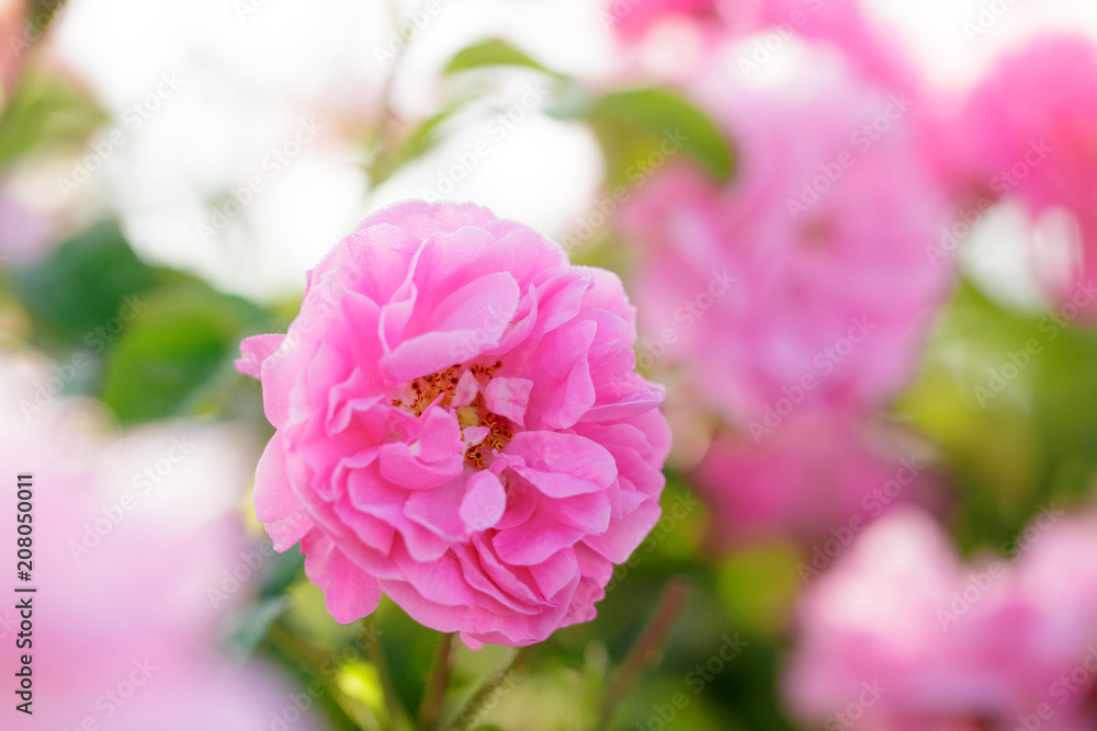 pink rose bush closeup on field background pink rose bush closeup on field background