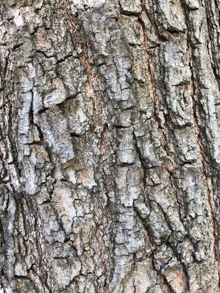 The tree skin texture The tree skin texture