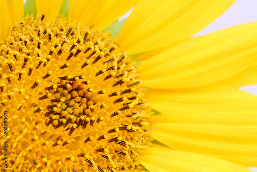 Sunflower close-up details of the sunflower disk and the ray and tiny disk flowers (or florets) which compose the disk. Macro photo in color. Sunflower close-up details of the sunflower disk and the ray and tiny disk flowers (or florets) which compose the disk. Macro photo in color.