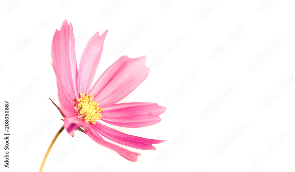 Pale and slightly desaturated light pink wild flower “Wild Cosmos” (Cosmos bipinnatus) blooming during Spring and Summer isolated on a seamless white  background.