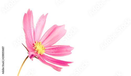 Pale and slightly desaturated light pink wild flower    Wild Cosmos     Cosmos bipinnatus  blooming during Spring and Summer isolated on a seamless white  background.
