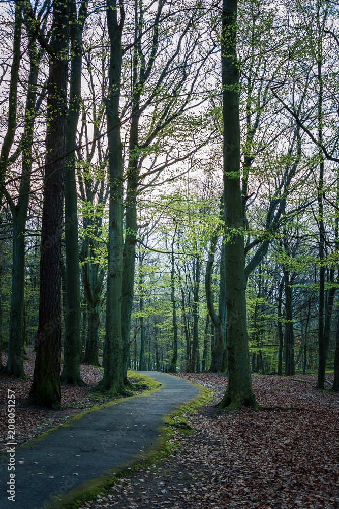 Setting sun peeping through green leaves in woodland,Gothenburg,Sweden
