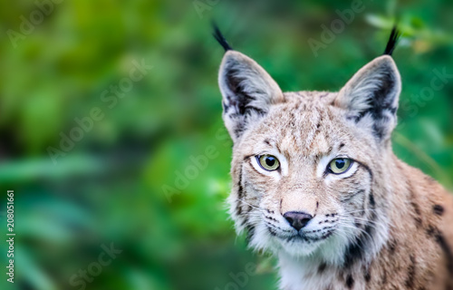 Head portrait of wild Eurasian lynx cat curious staring straight into the camera. Background of green leafs and trees out of focus due to shallow depth of field.