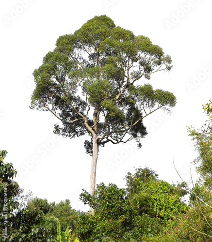 Isolated trees on white background with clipping path