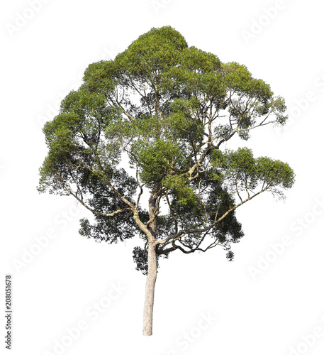 Isolated tree on white background with clipping path