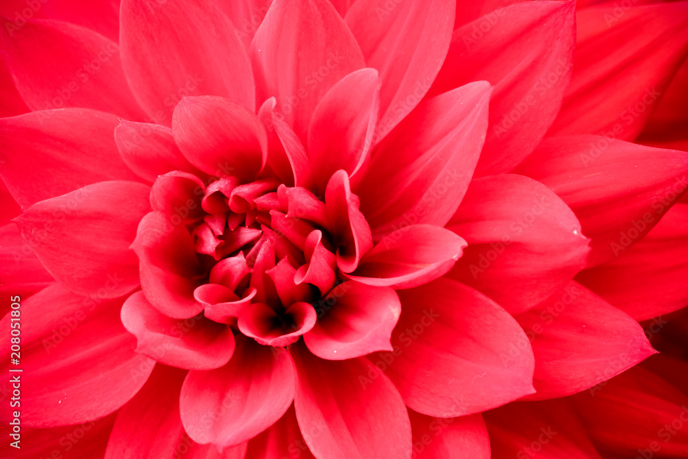 Blooming red pink dahlia flower macro photo. Picture in color emphasizing the pink colours and reddish shadows in a intricate geometric pattern. Blooming red pink dahlia flower macro photo. Picture in color emphasizing the pink colours and reddish shadows in a intricate geometric pattern.