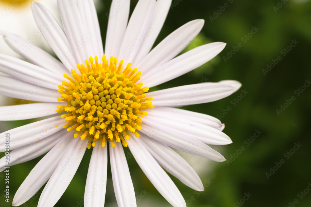 Chamomile (or camomile) white flower close-up macro photography with yellow center during Spring Summer. Top perspective with green meadow background out of focus. Chamomile (or camomile) white flower close-up macro photography with yellow center during Spring Summer. Top perspective with green meadow background out of focus.