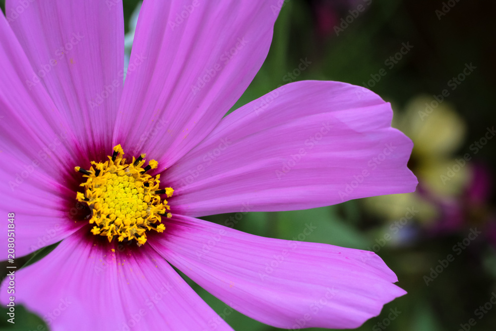 Purple wild flower “Wild Cosmos” (Cosmos bipinnatus) close up blooming during Spring with  green out of focus background.