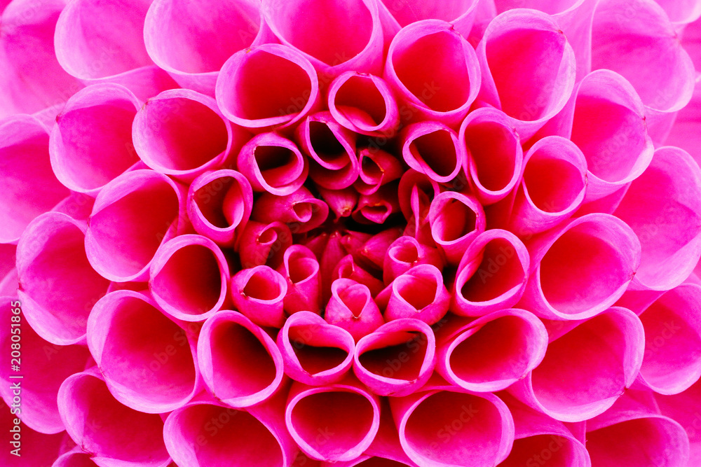 Bright pink dahlia flower macro photo. Picture in color emphasizing the intense pink colours and reddish shadows in a intricate geometric pattern with floral head in the center of the frame. Bright pink dahlia flower macro photo. Picture in color emphasizing the intense pink colours and reddish shadows in a intricate geometric pattern with floral head in the center of the frame.