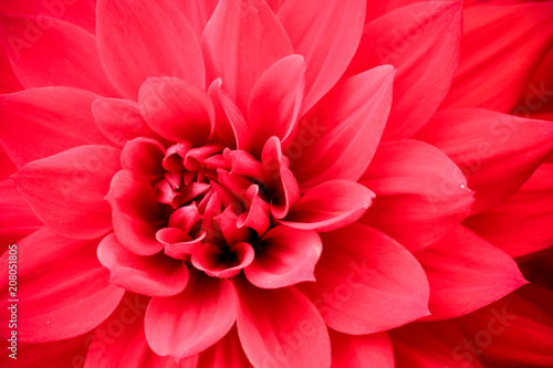 Blooming red pink dahlia flower macro photo. Picture in color emphasizing the pink colours and reddish shadows in a intricate geometric pattern.