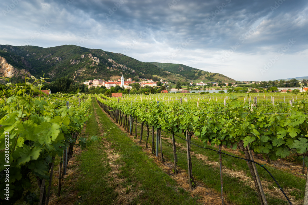 View of Durnstein through vineyards in summer evening. Lower Austria. View of Durnstein through vineyards in summer evening. Lower Austria.