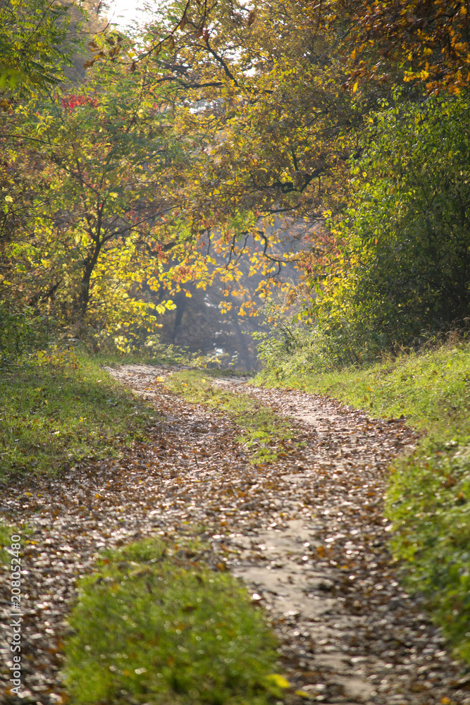 Naklejka premium road in the forest with trees with green and brown leaves