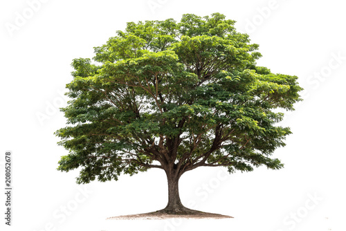 Rain tree isolated on white background.Tropical tree