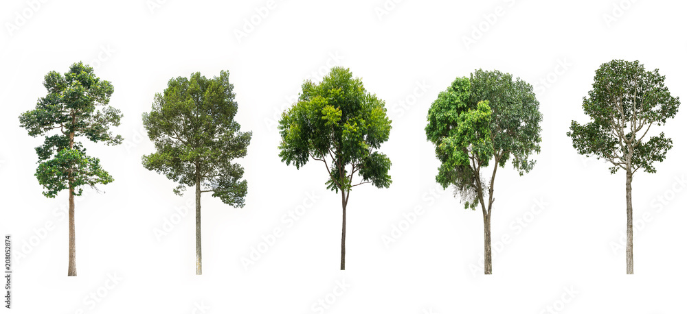 Collection of tree isolated on white background. Collection of tree isolated on white background.