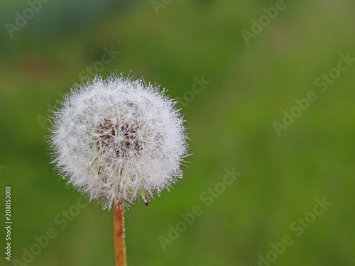 Macro photography of a white ball of a dandelion flower on a blurred green background. Fauna of temperate climate. Green plants and the ecology of the natural environment. Stages of development of liv