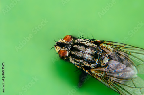 Housefly (Musca domestica) with two large compound eyes extreme macro close up photo from top perspective. Large green background out of focus due to very shallow depth of field as negative space.