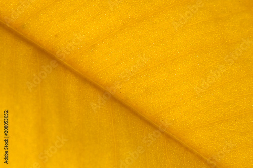 Yellow leaf rugged surface structure extreme macro closeup photo with midrib perpendicular to the frame and visible leaf veins and grooves as a natural texture eco biology background.