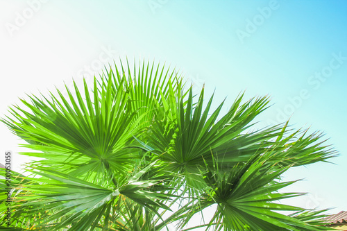 Beautiful palm tree on the sea shore background