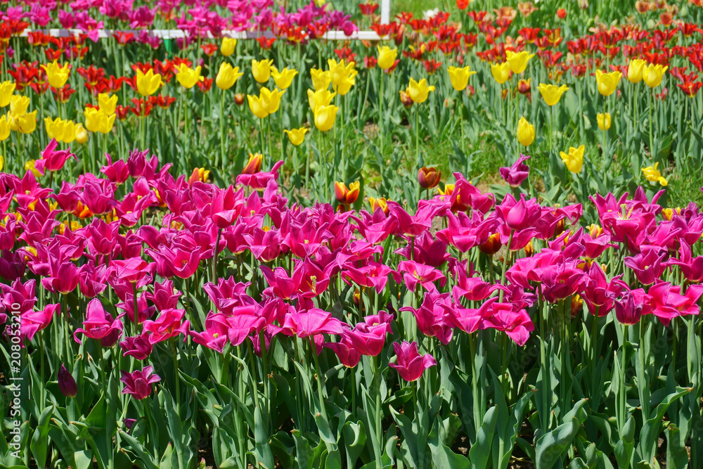 tulips in the park tulips in the park