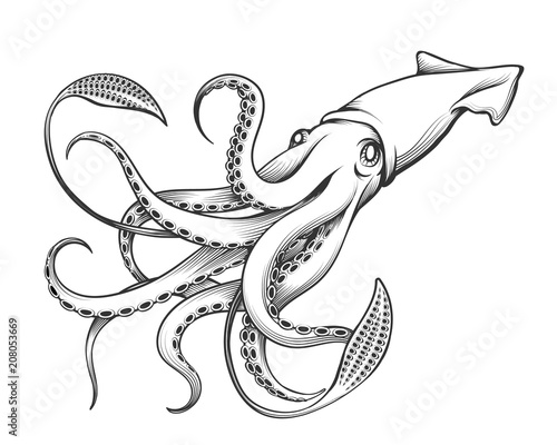 Giant Squid Engraving Illustration