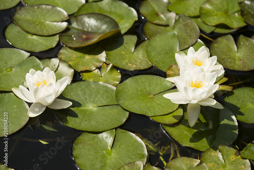 Flowers of waterlily plant on pond