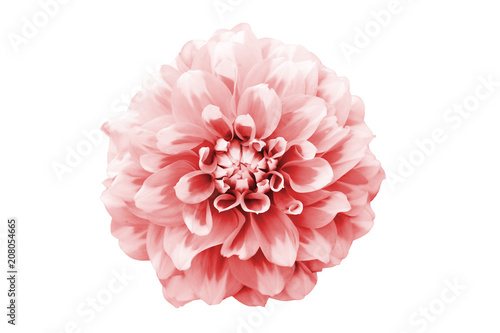 Light pink and white dahlia flower macro photo. Picture color toned emphasising the texture and intricate geometric pattern. Flower from top perspective isolated on a seamless white background.