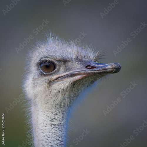 An ostrich stares with a beady eye and a big beak!