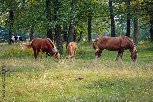 Horses on a meadow in Masovian Voivodeship of Poland