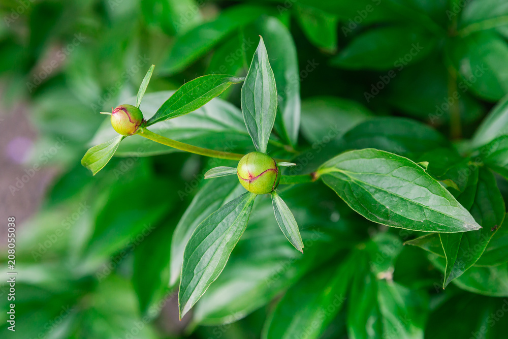 Green plant on a sunny day, bright colors, green texture and background. Green plant on a sunny day, bright colors, green texture and background.