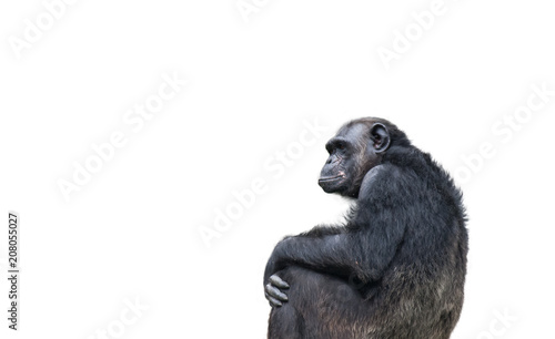 Chimpanzee alone portrait, sitting and staring at the horizon in a pensive thinking manner and isolated on a white background.