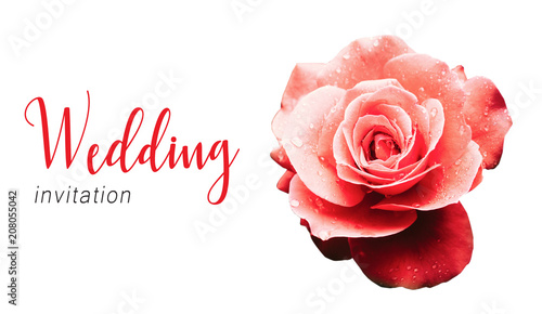 Wedding invitation text card template and red pink rose after the rain detail with several water droplets with a dramatic natural light illumination isolated on a seamless white background.