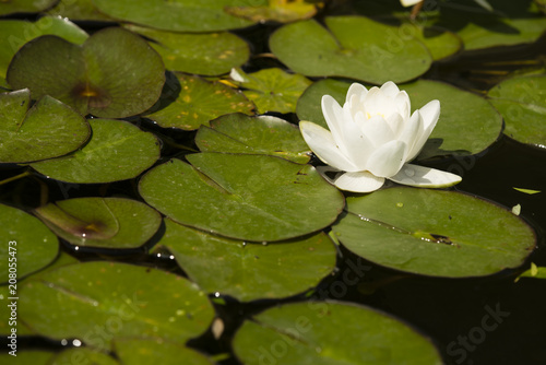 Flowers of waterlily plant on pond