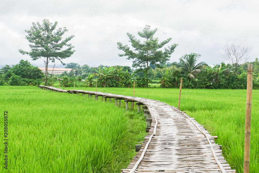 green rice field with bamboo sheet bridge