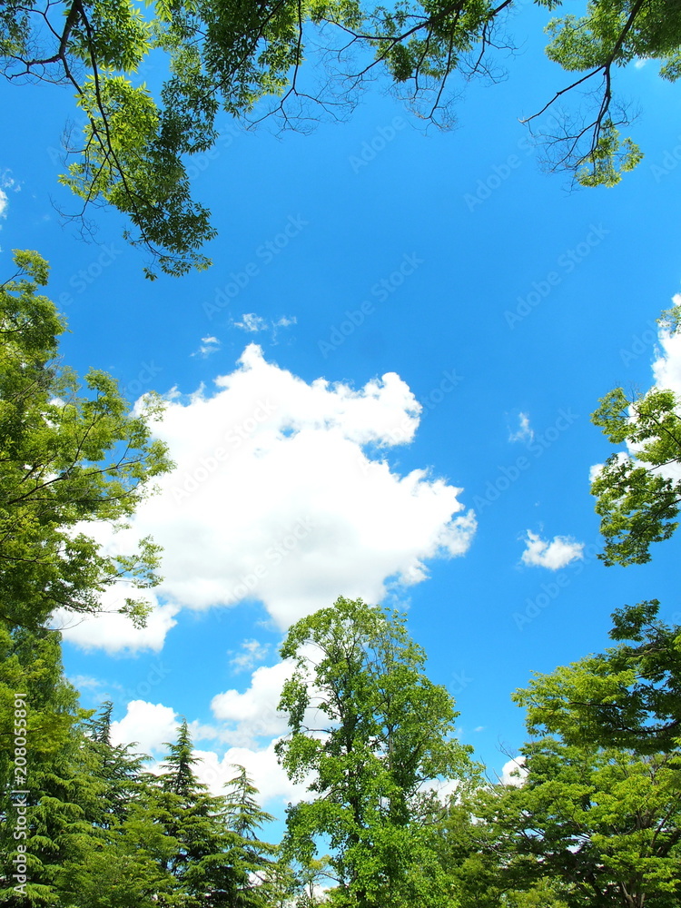 Obraz premium 公園の木々と空