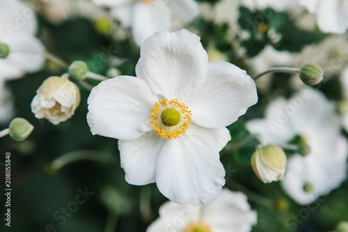 Many beautiful white meadow flowers with green leaves