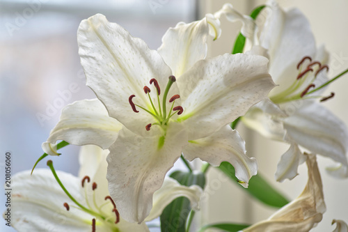 White Lily flower with brown stamens close-up