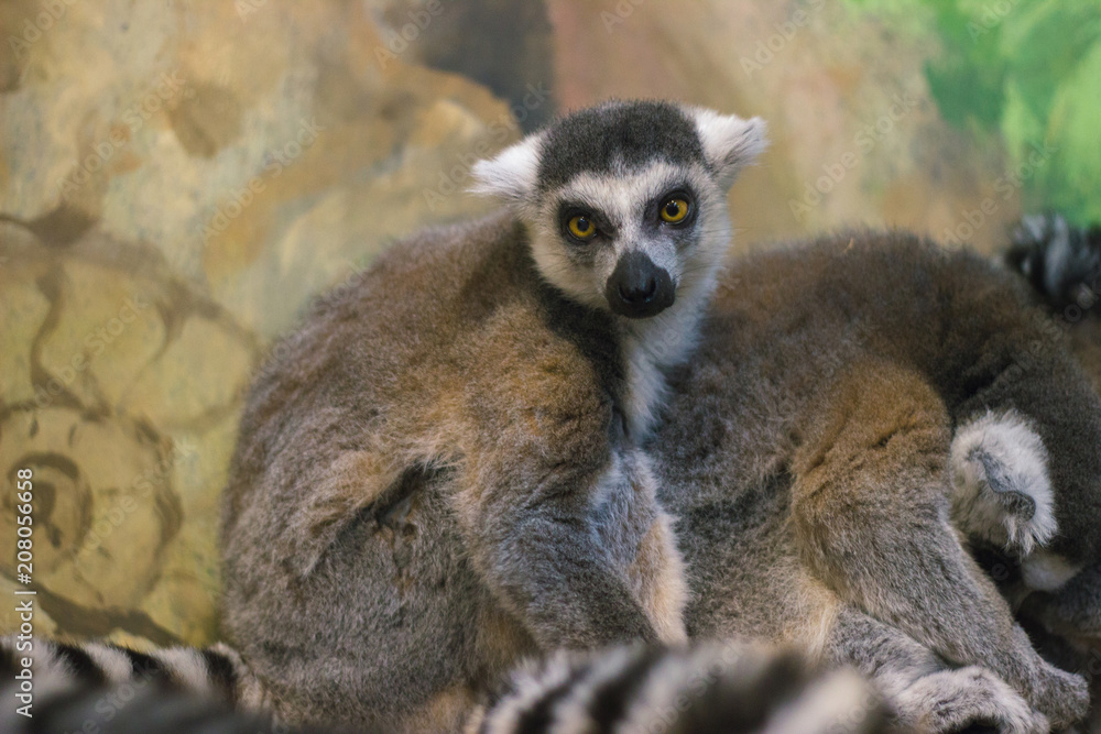 Obraz premium A huddle of ring tailed lemurs