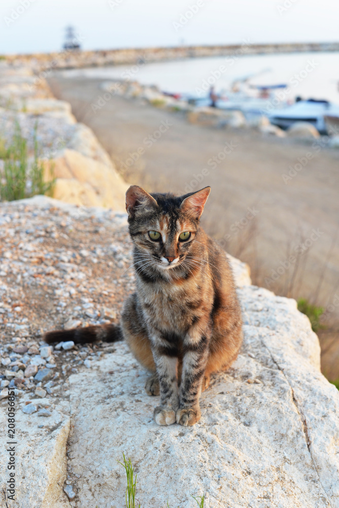 Homeless cat waiting on the beach. Antalya, Turkey Homeless cat waiting on the beach. Antalya, Turkey