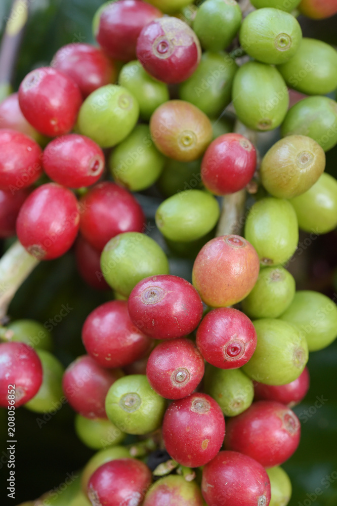 Coffee beans ripening on a tree. Coffee beans ripening on a tree.