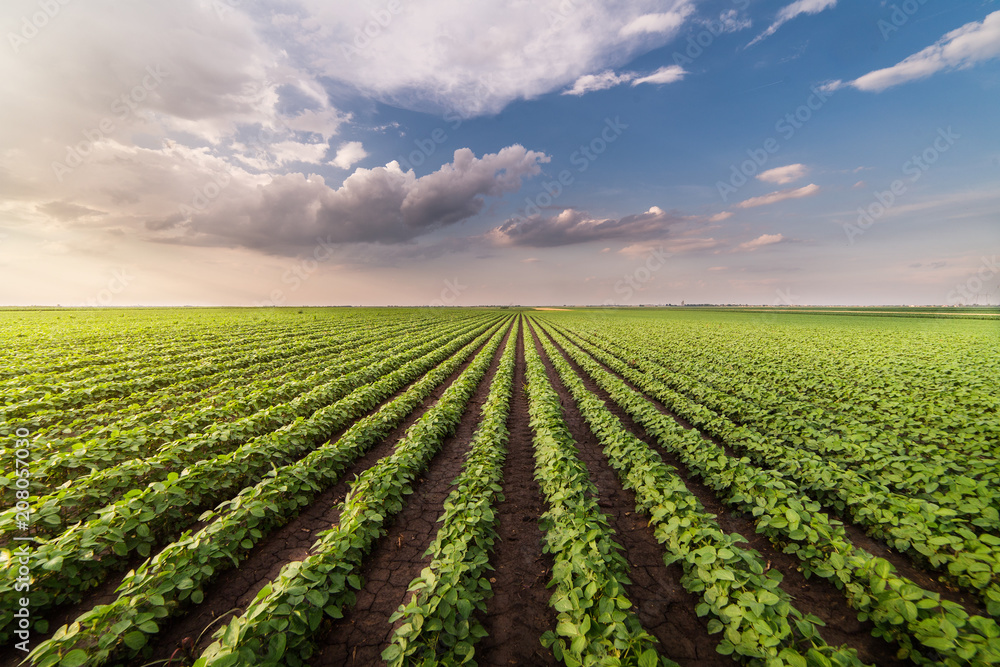 Soybean fields ripening at spring season Soybean fields ripening at spring season