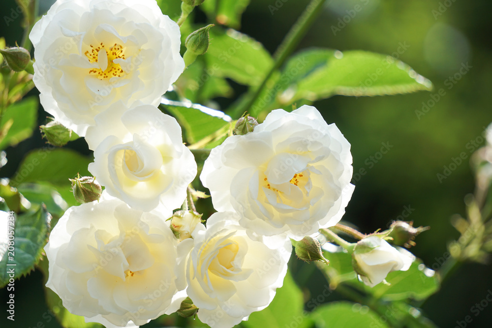 Fototapeta premium White roses shining with backlight. 逆光で輝く白いバラ