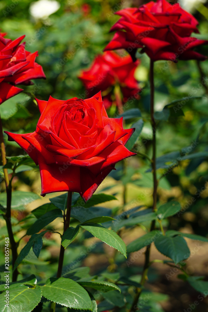 Passionate red rose. 情熱の赤い薔薇 Passionate red rose. 情熱の赤い薔薇