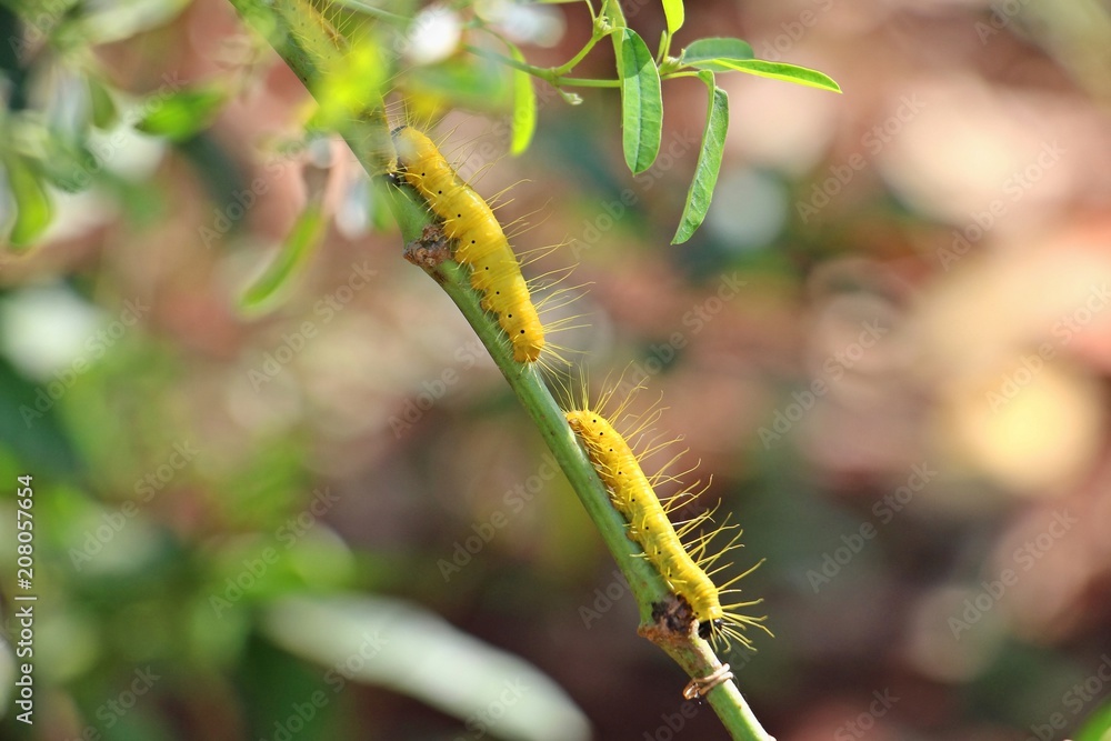 Two yellow worms on a stick with leaves. Selective focus with blur background. Two yellow worms on a stick with leaves. Selective focus with blur background.