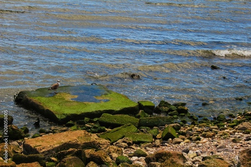 Seagull perched on a stone with algae