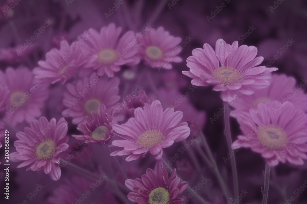 Purple daisy flowers in the garden Purple daisy flowers in the garden